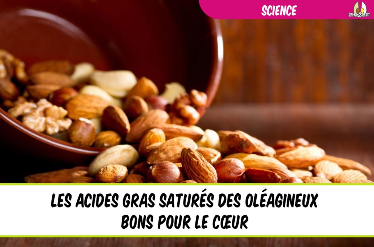 les acides gras saturés des oléagineux bons pour le coeur