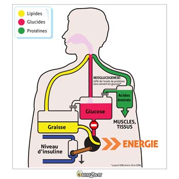 eatfat2befit-infographie-bruleur-de-gras-4-2 eatfat2befit-infographie-bruleur-de-gras-4-2