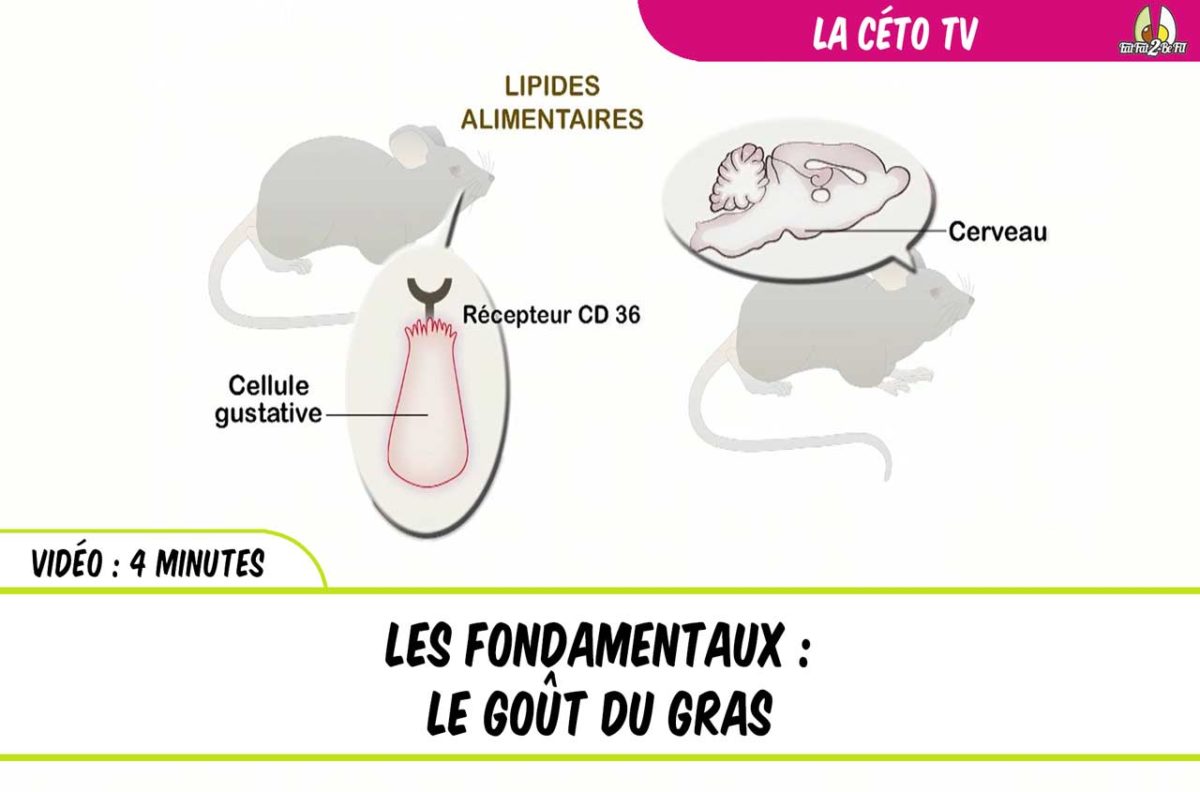 le goût pour le gras