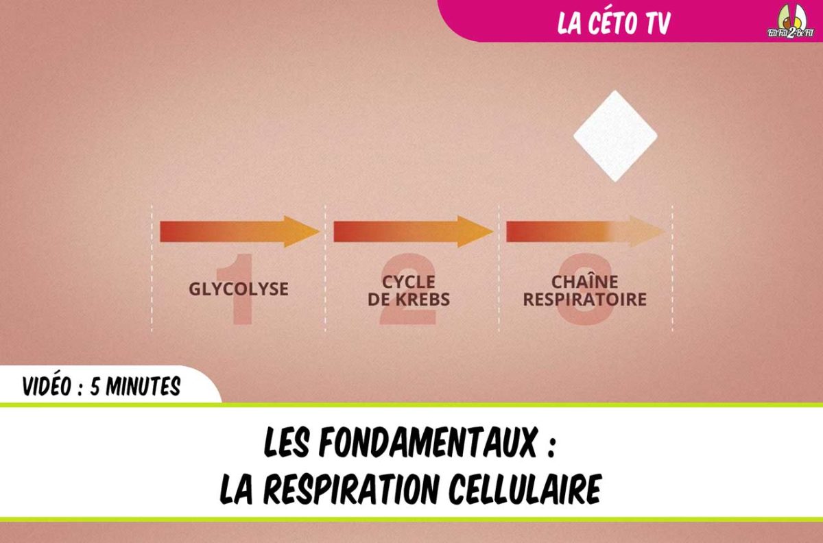 respiration cellulaire
