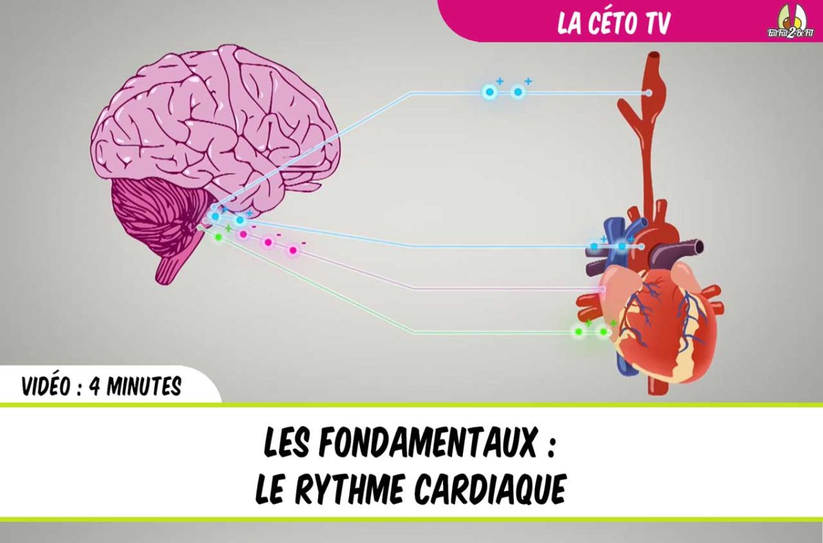 rythme cardiaque